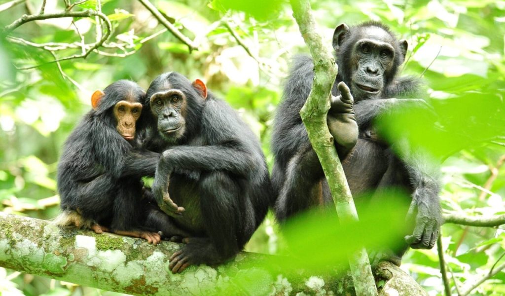Kibale National Park