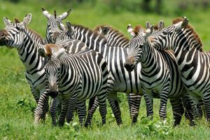 Zebras Lake Mburo National Park