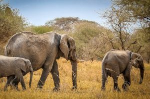 Visit Tarangire National Park