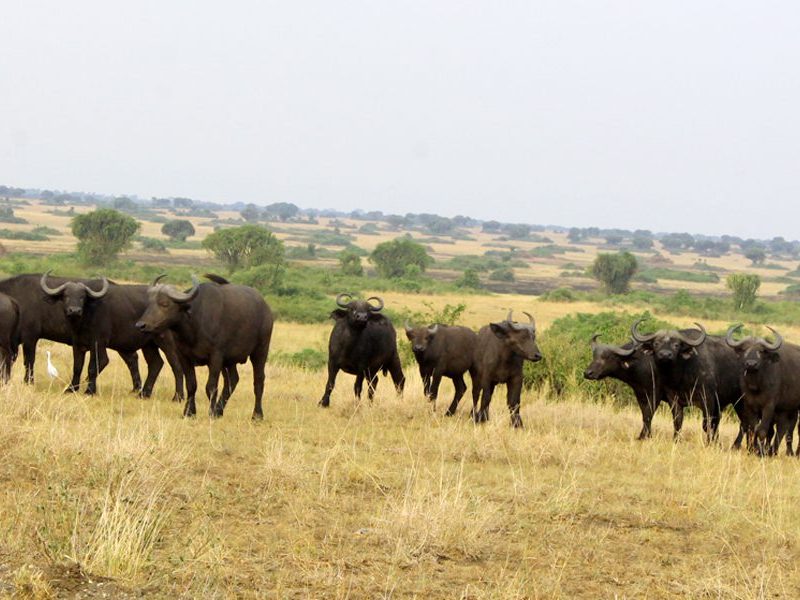 Buffaloes in Pian Upe Game Reserve Buffaloes in Pian Upe Game Reserve
