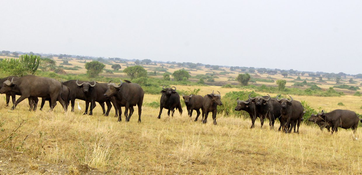 Buffaloes in Pian Upe Game Reserve