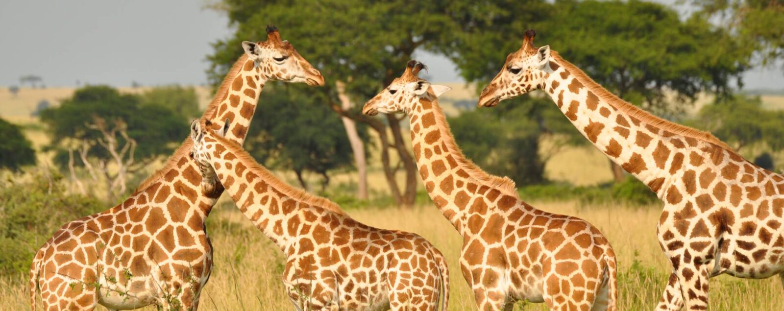 Giraffes in Murchison Falls