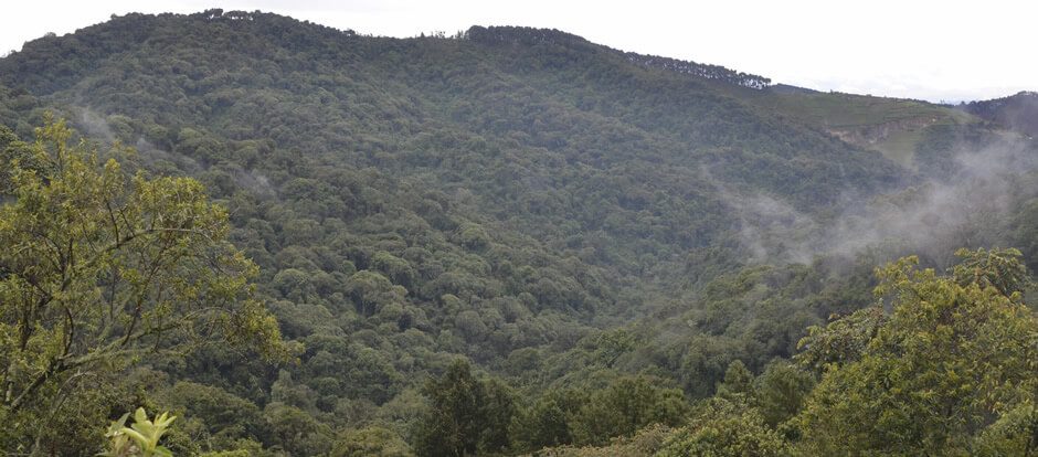 gishwati-mukura National park Gishwati Mukura