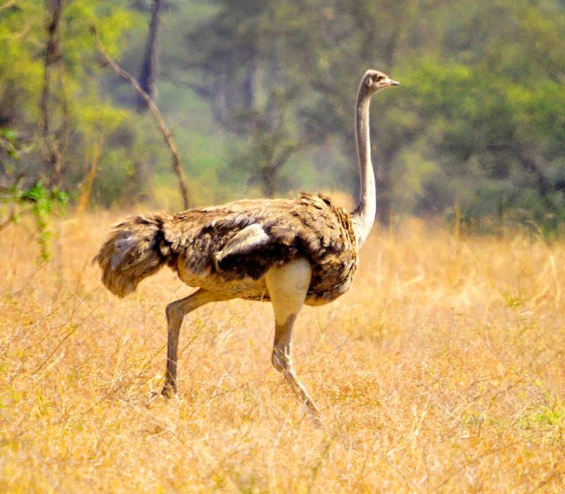 An encounter with an ostrich in Pian Upe Game Reserve