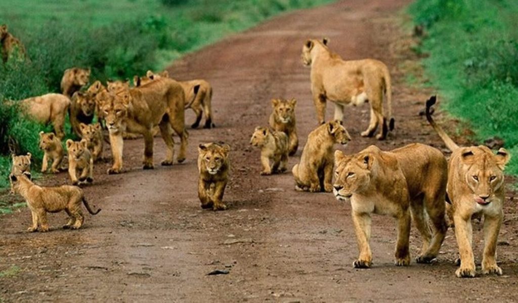 tanzania-safari-holidays tanzania-safari-holidays