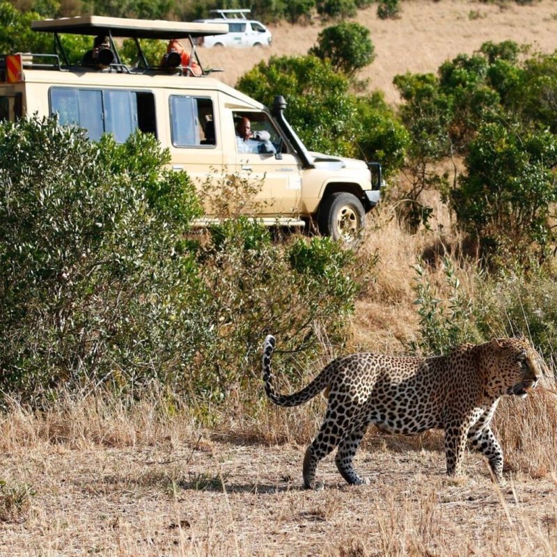 Big-leopard-in-Masai-Mara-Kenya