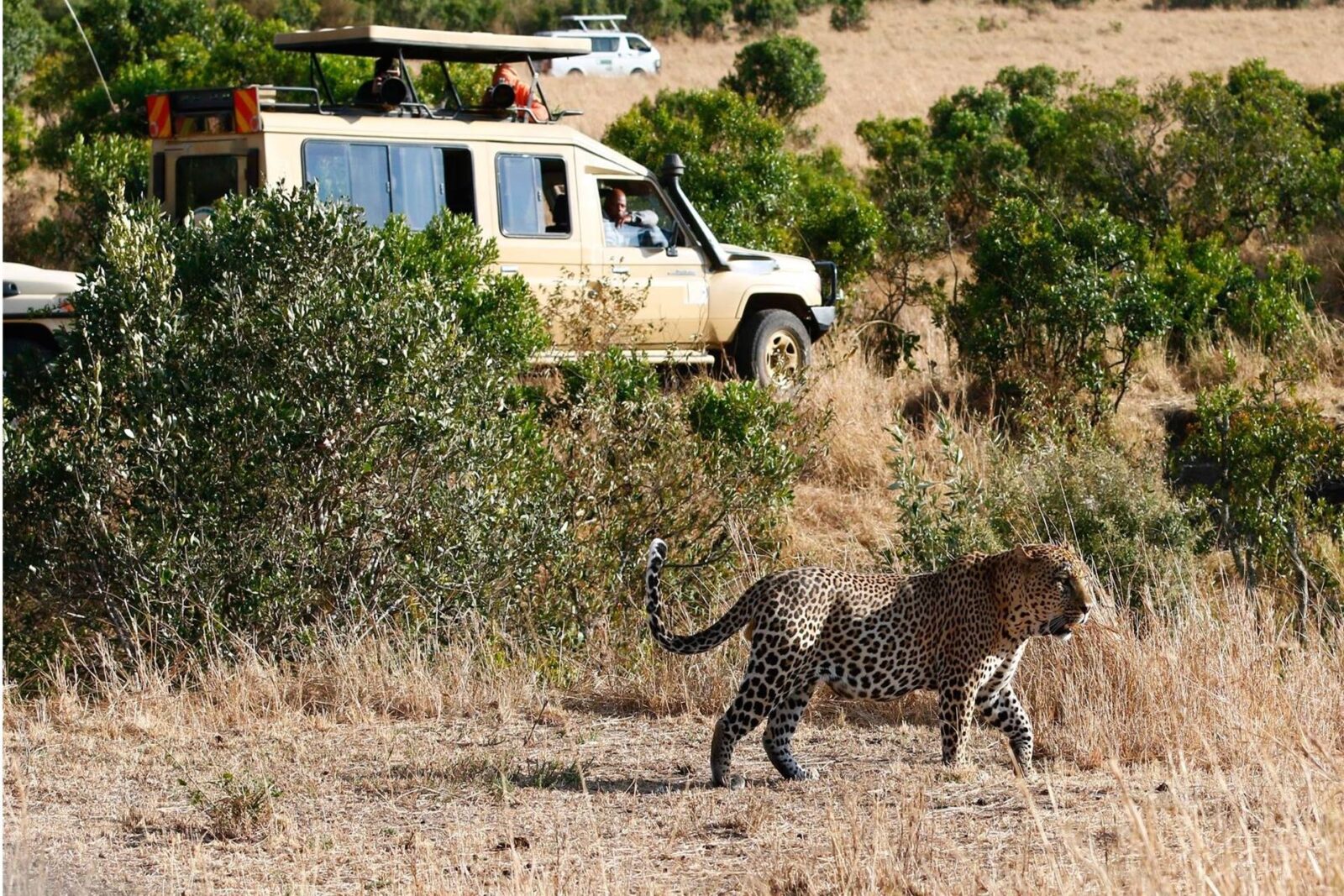 Big leopard in Masai Mara Kenya