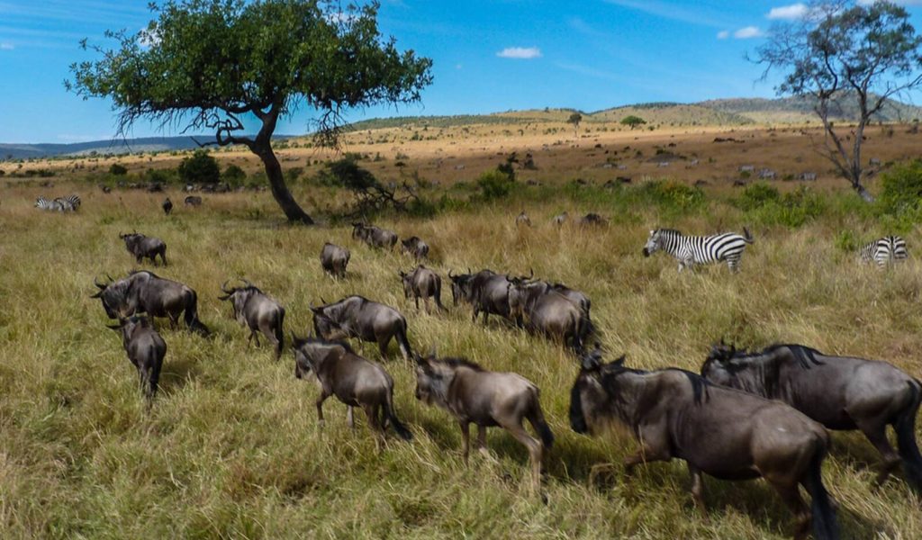 Wildlife Safari Masai Mara