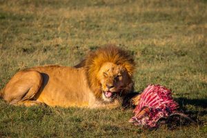 Magical Kenya experience