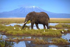 big five wonderful safari