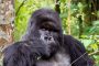 Gorilla Trekking Rwanda Gorilla Trekking Rwanda