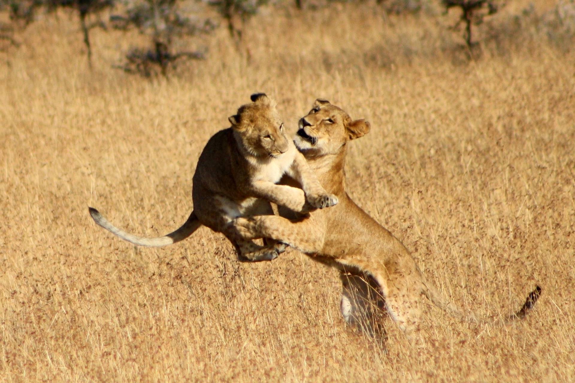 visit Tsavo National Park