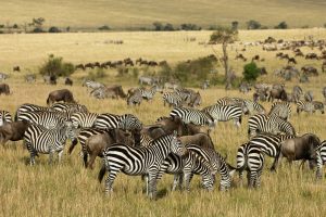 wildlife viewing safari