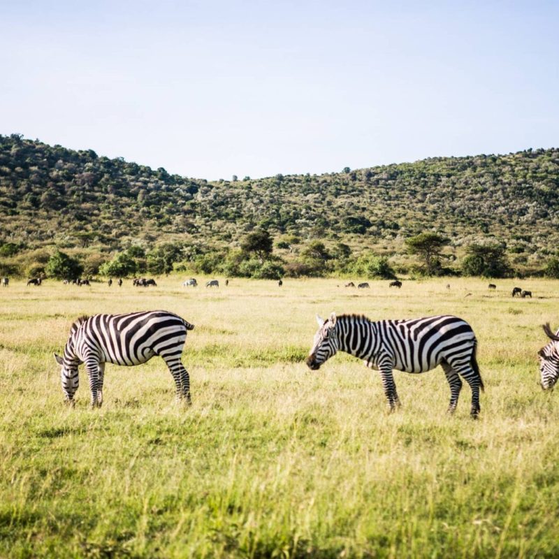 masai zebras