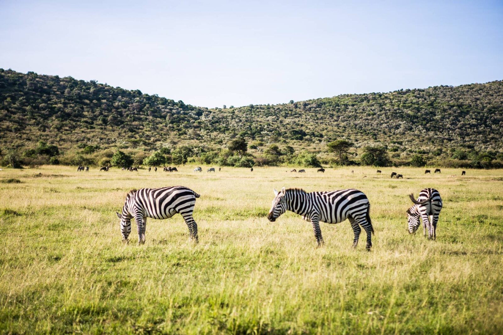 Masai zebras