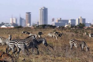 Nairobi National park