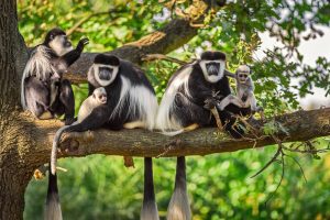 colobus monkeys in Nyungwe 5 Days of an Interesting Primate Adventure Safari in Rwanda