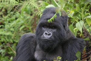 14-Day Uganda Safari Experience 14-Day Uganda Safari Experience