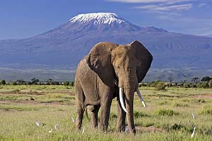 Amboseli National Park safari.Visit Amboseli National Park