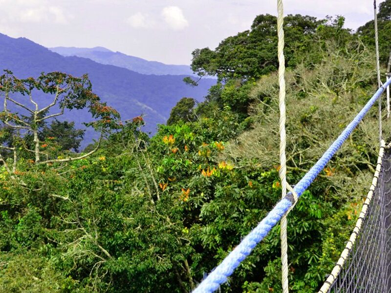 canopy-walk-rwanda-view canopy-walk-rwanda-view