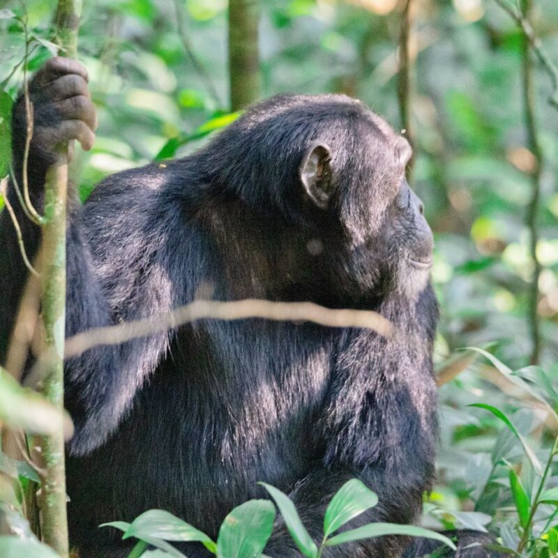 ALL IN AFRICA SAFARIS_61 Chimpanzee tracking