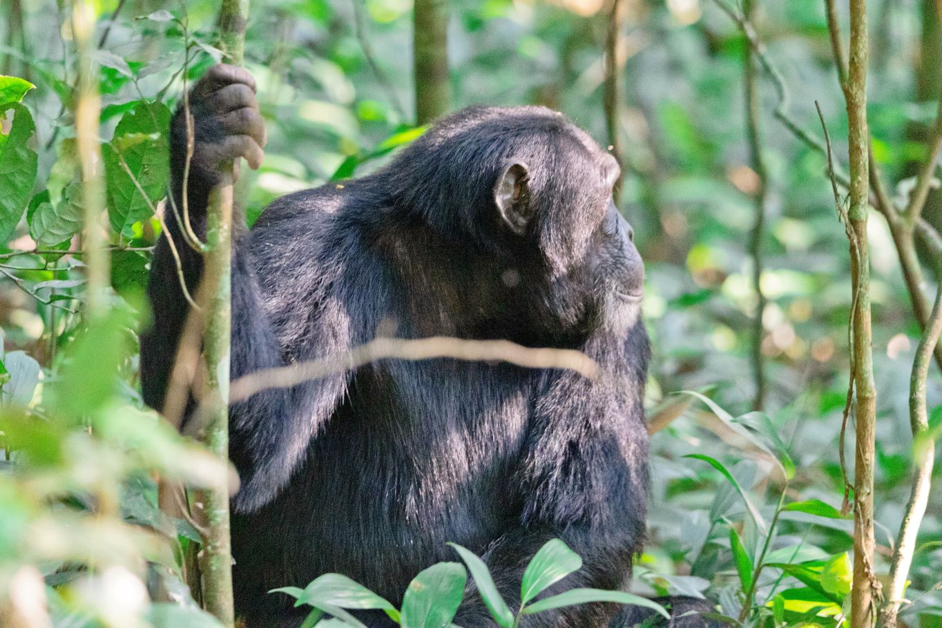 Chimpanzee tracking