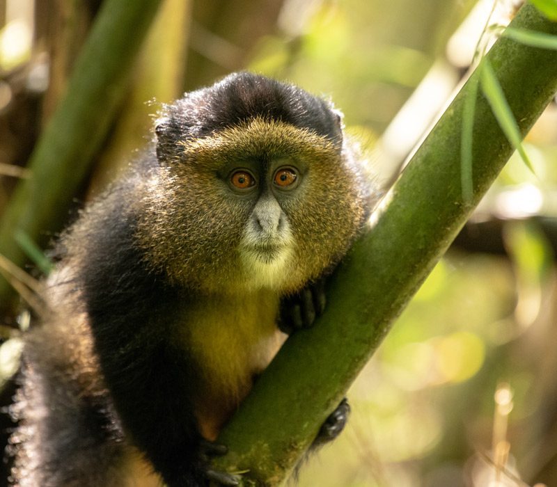 golden-monkey-in-mgahinga golden-monkey