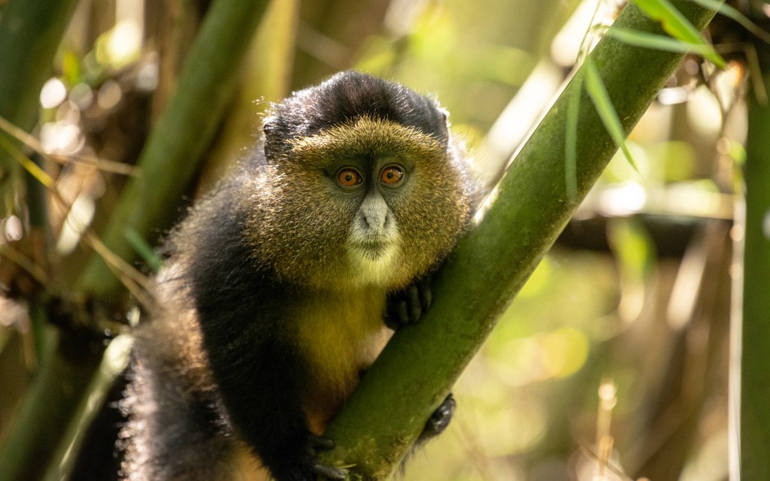 golden-monkey