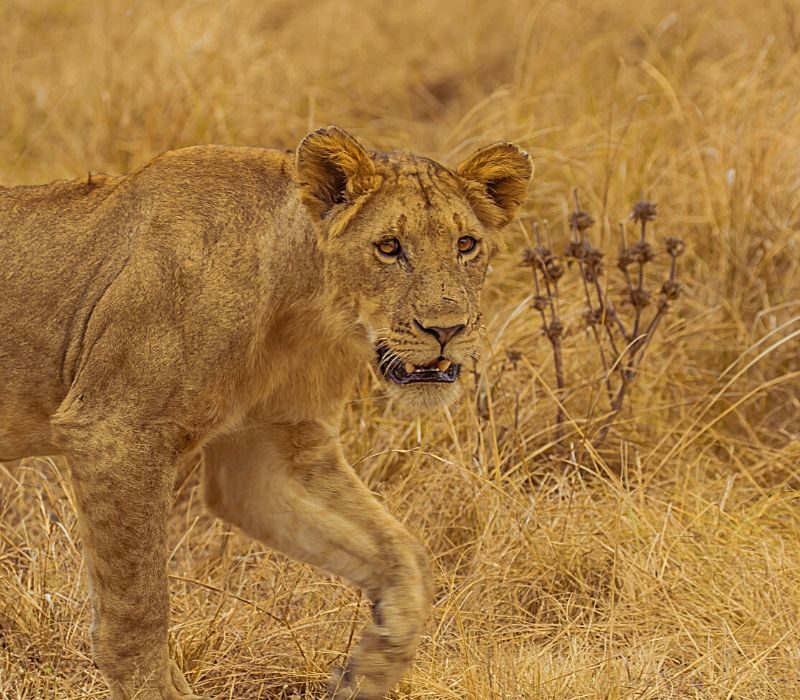 lion tracking in Uganda