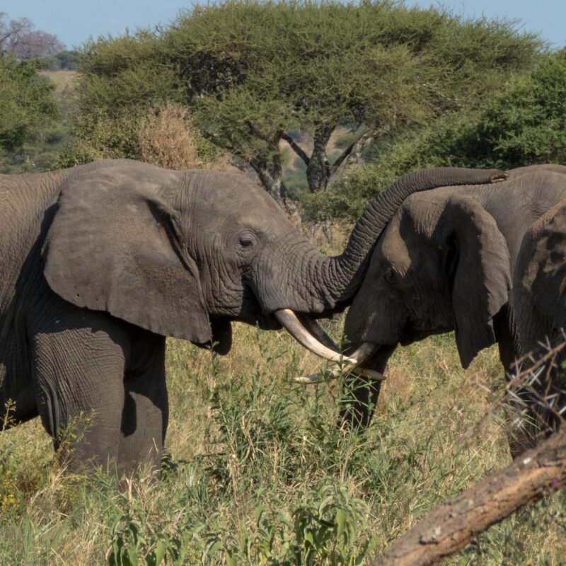 Africa Safari Tips For Tanzania Adventure Safaris