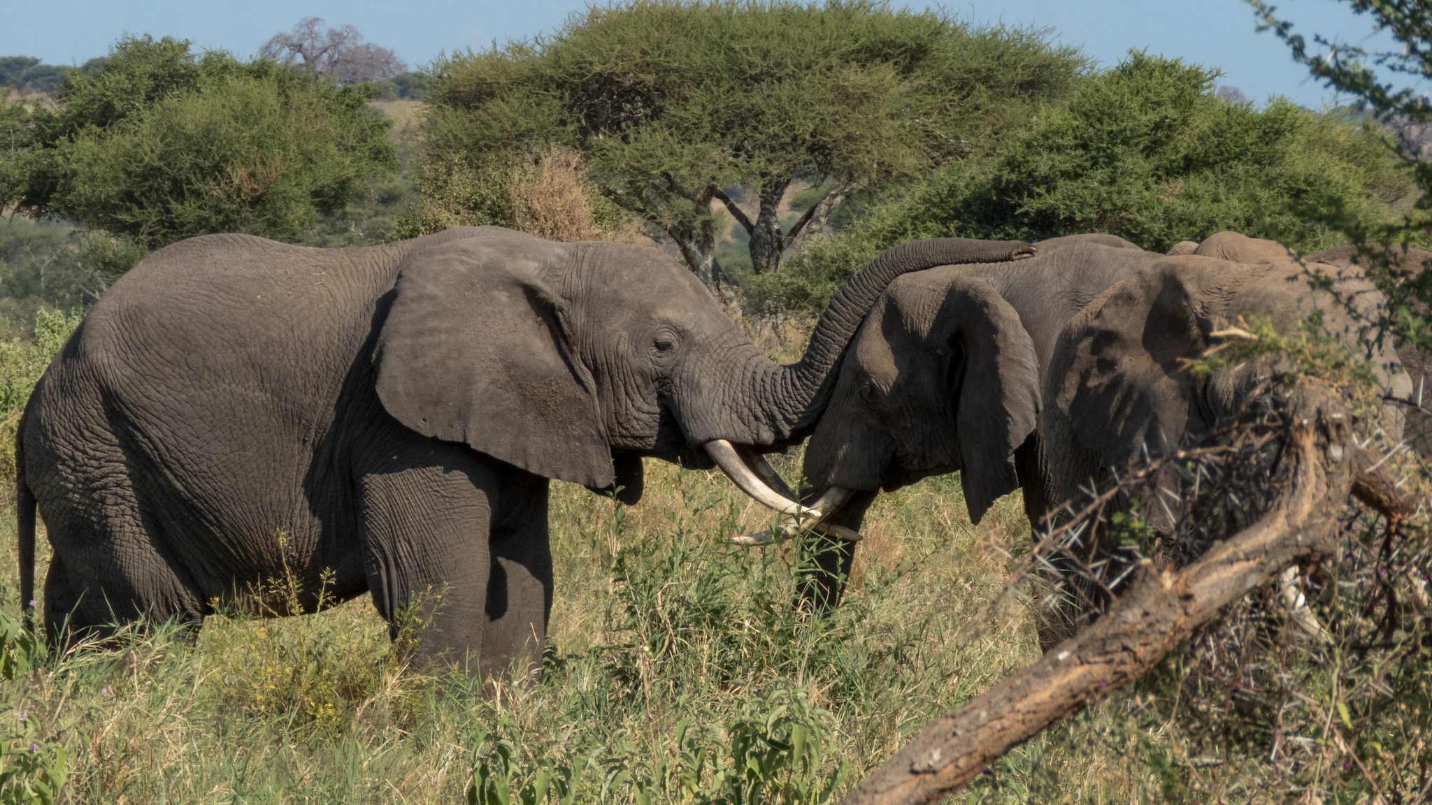 Africa Safari Tips For Tanzania Adventure Safaris