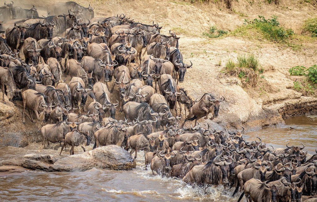 What To Expect On Your 7 Day Africa Safari Tour