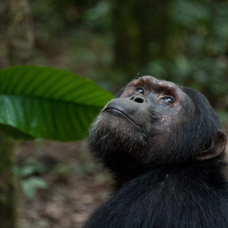 Uganda Chimpanzee Trekking Adventure: The Best Time to Visit Kibale National Park