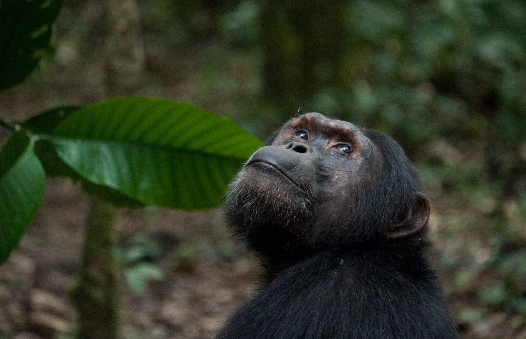 Uganda Chimpanzee Trekking Adventure: The Best Time to Visit Kibale National Park