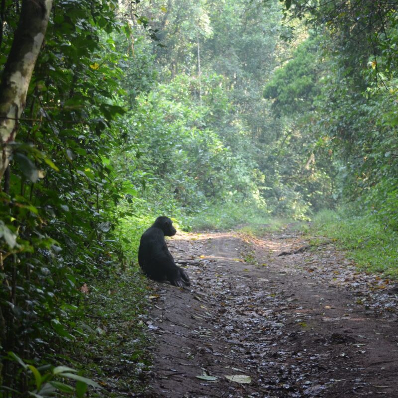 10 Irresistible Reasons to Go Chimpanzee Trekking in Kibale Forest National Park