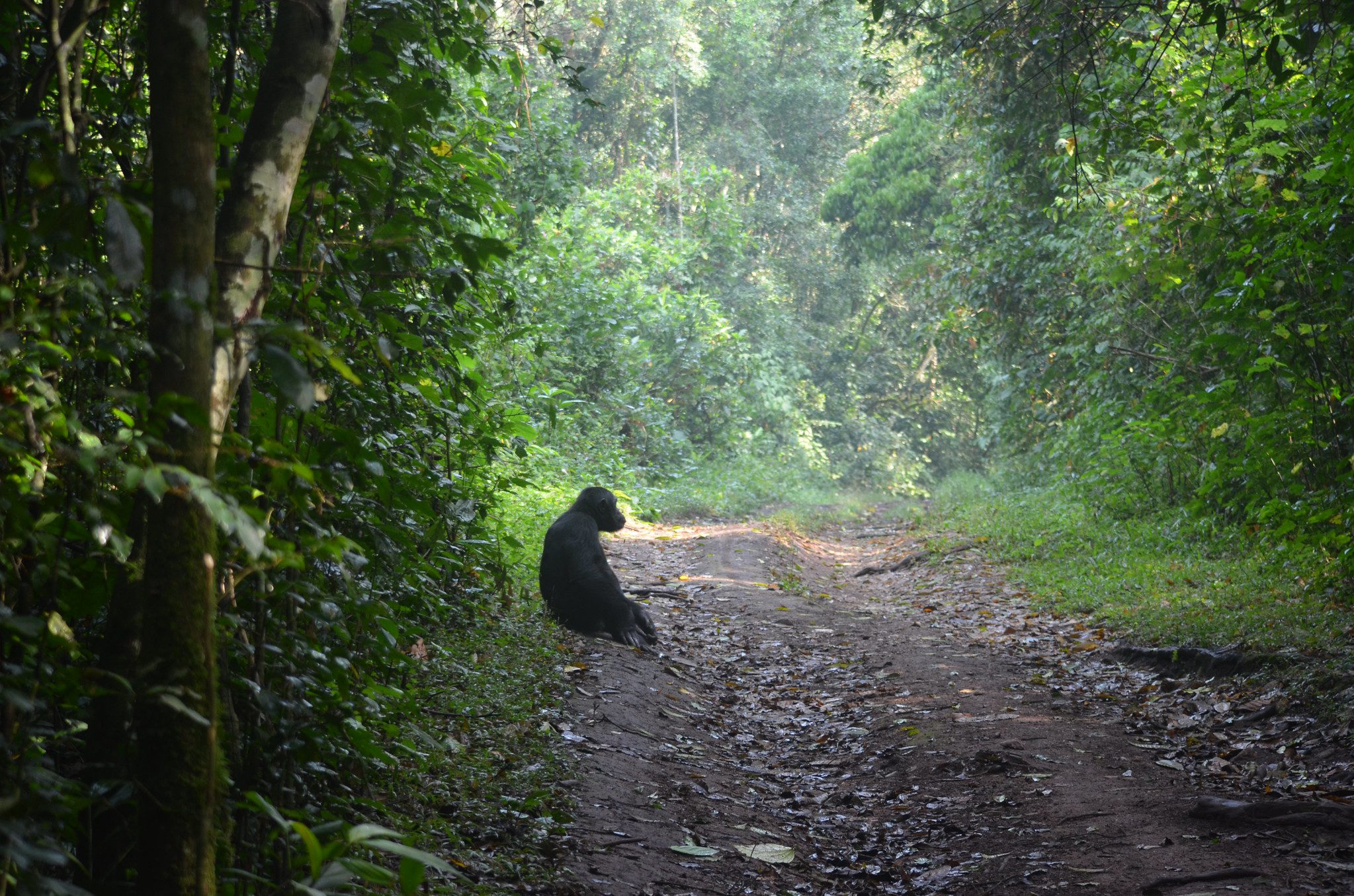 10 Irresistible Reasons to Go Chimpanzee Trekking in Kibale Forest National Park