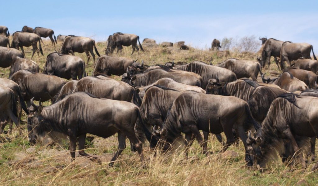 1511040547_164279b552_k Planning Your Dream Tanzania Migration Safari: Tips and Must-See Destinations