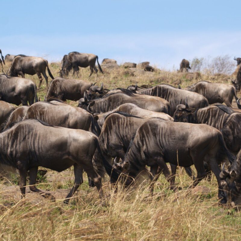 Planning Your Dream Tanzania Migration Safari: Tips and Must-See Destinations