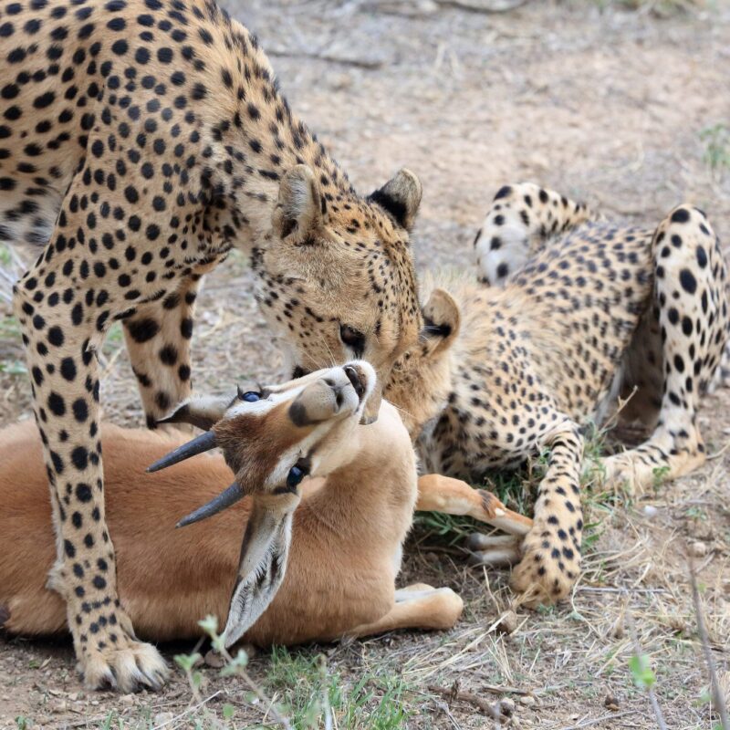 The best time to go for Kenya safari experience