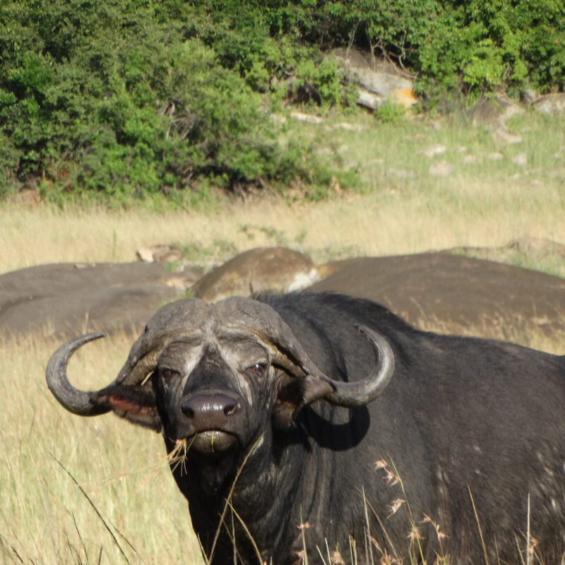 Into the Heart of Africa: Exploring Tanzania's Epic Safari Adventures