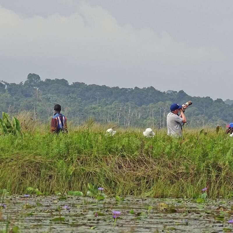 Mabamba Swamp: A Hidden Treasure