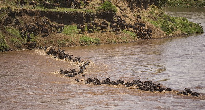 When does Tanzania migrations safaris take place?