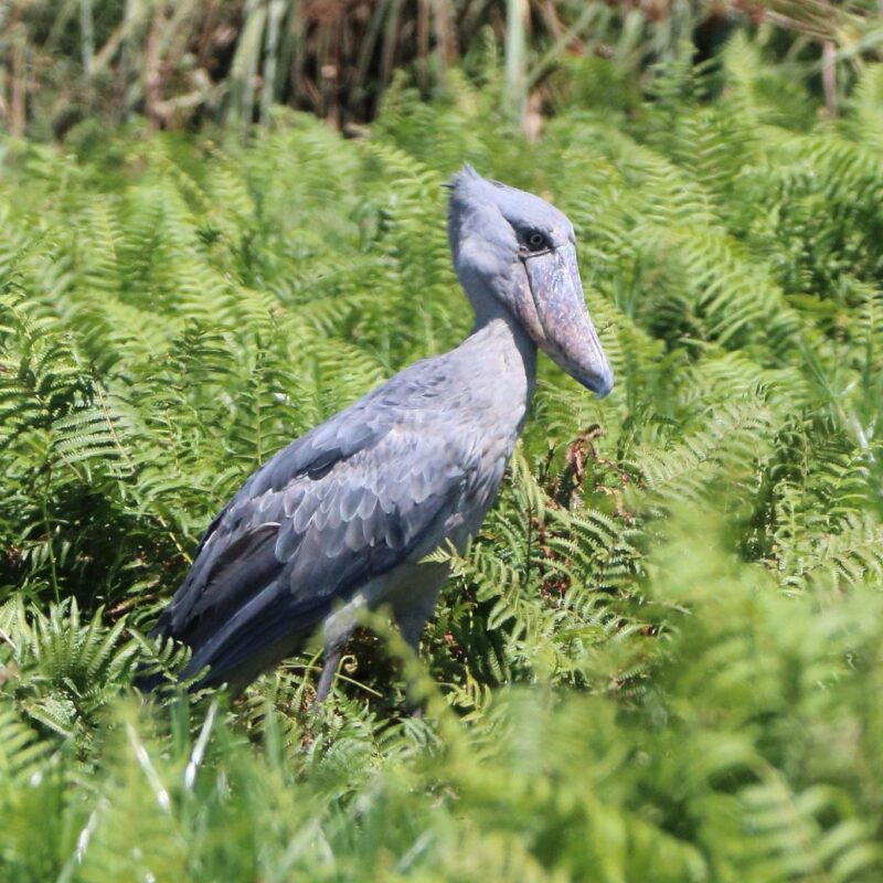 31657152777_9c759dc52a_k Exploring the Avian Diversity at Mabamba Swamp