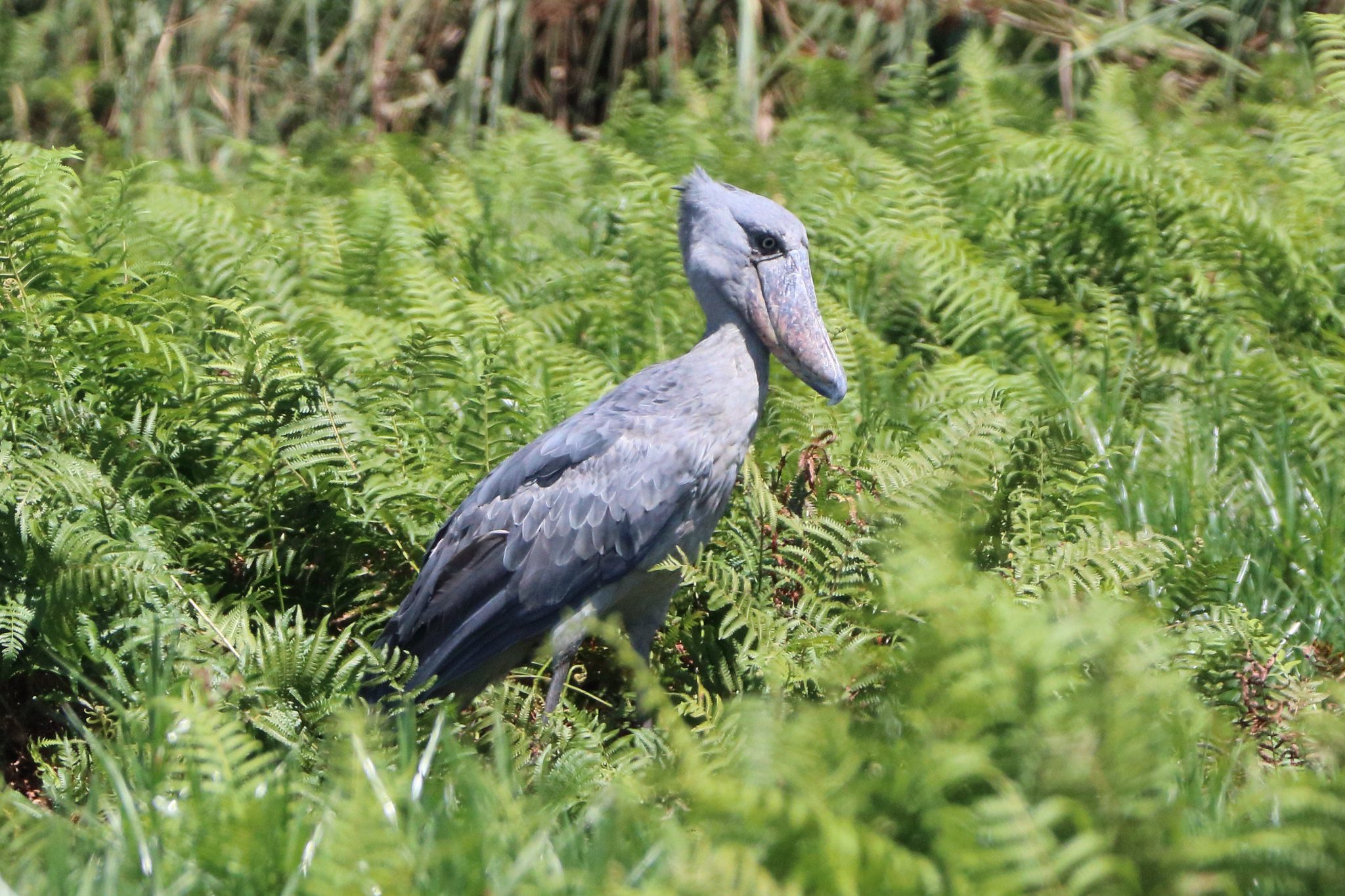 Exploring the Avian Diversity at Mabamba Swamp