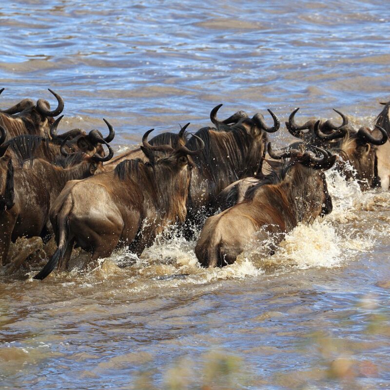 What are Tanzania Migration Safaris