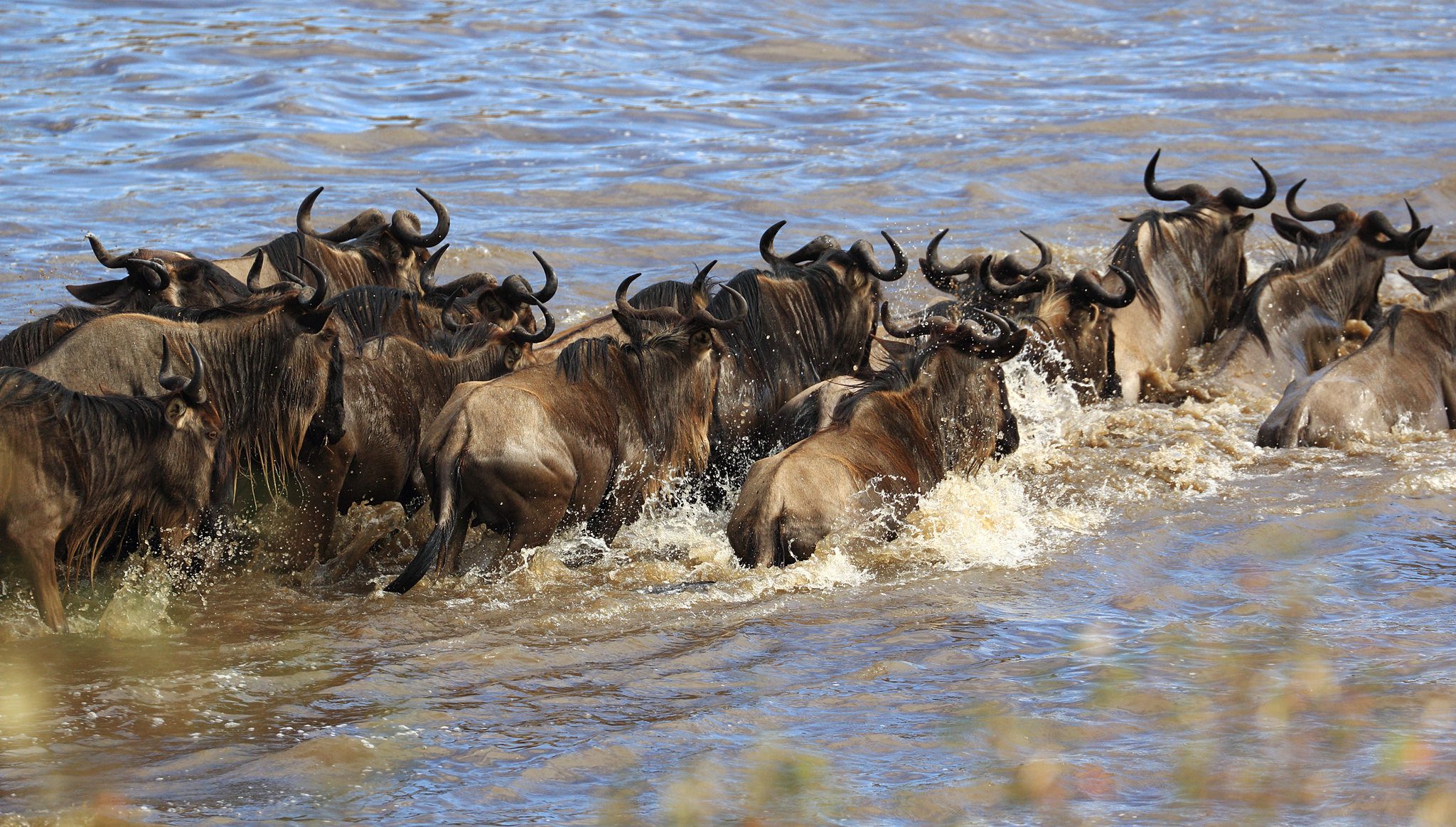 What are Tanzania Migration Safaris