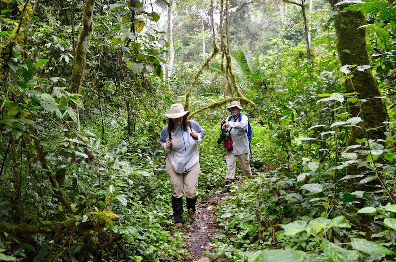 The best time to go chimpanzee trekking in Kibale forest national park