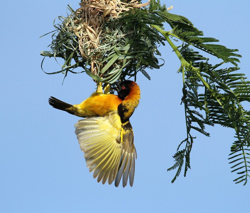 10 Reasons to Choose Uganda for Your Next Birding Photography and Adventure