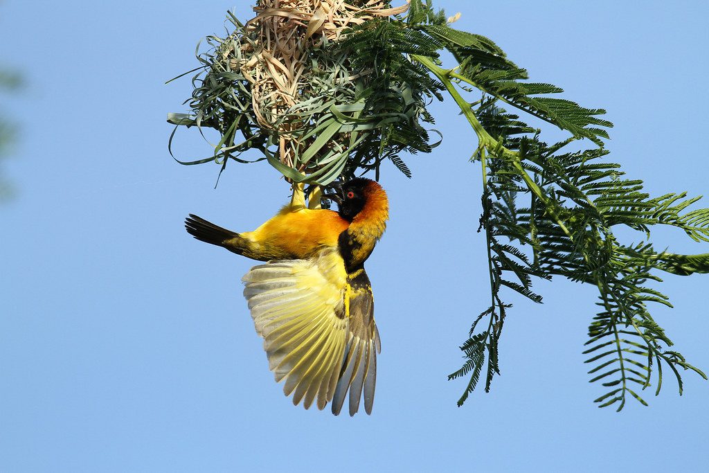 10 Reasons to Choose Uganda for Your Next Birding Photography and Adventure