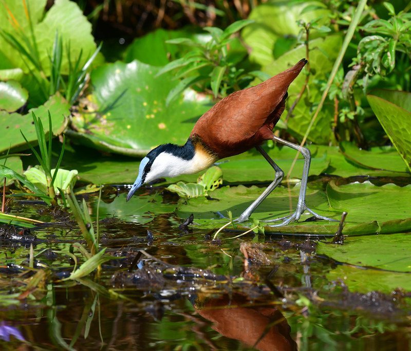 Mabamba Swamp: The Birders' Haven